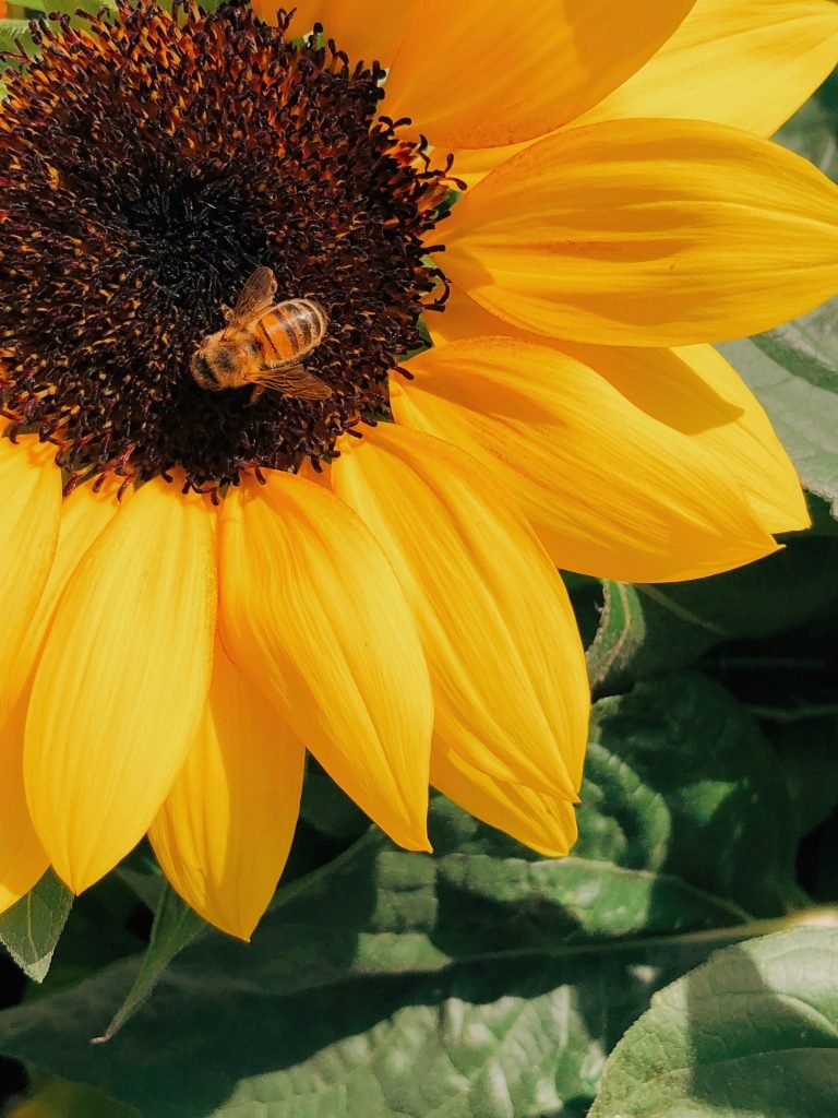 Here’s how you can help the bees in your garden