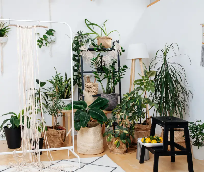 Boho living room with shelving for plants