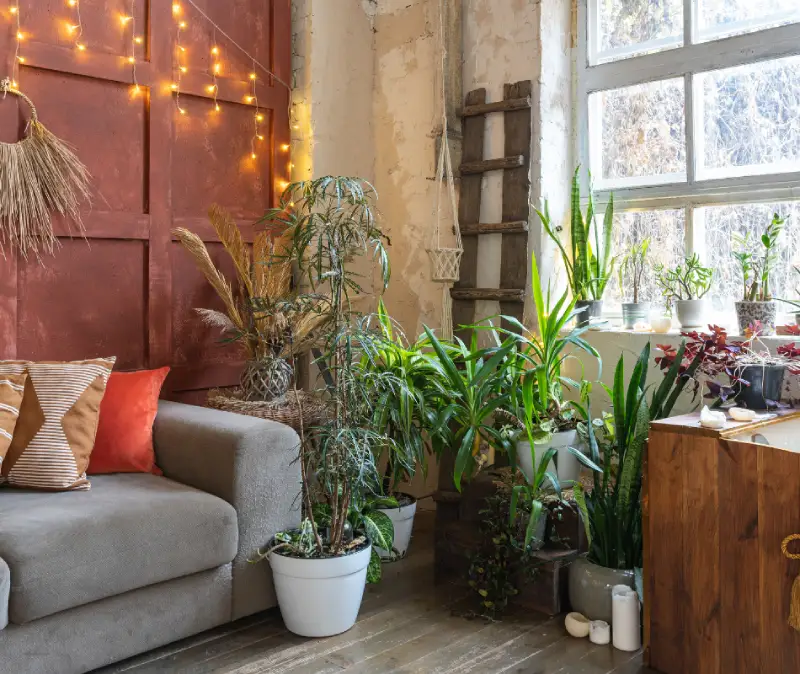 boho living room with dark interiors and plants