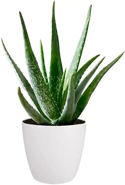 aloe vera indoor plant