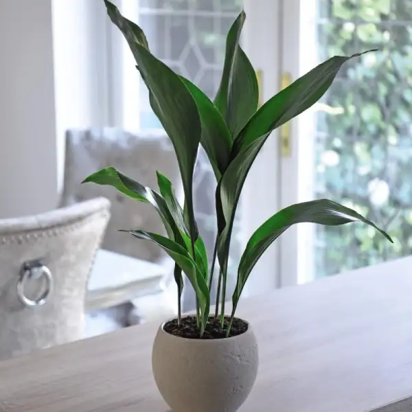 cast iron plant indoor houseplant