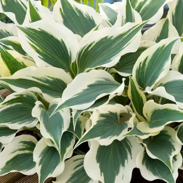 plantain lily indoor plant good for maintanance