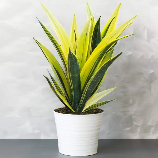snake plant great for indoors for the home as decor