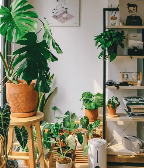 indoor plant decor