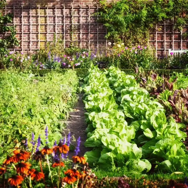 home vegetable garden tips - choose sunny spots in your garden