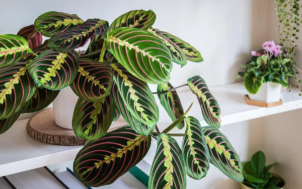 air purifying plant for the home