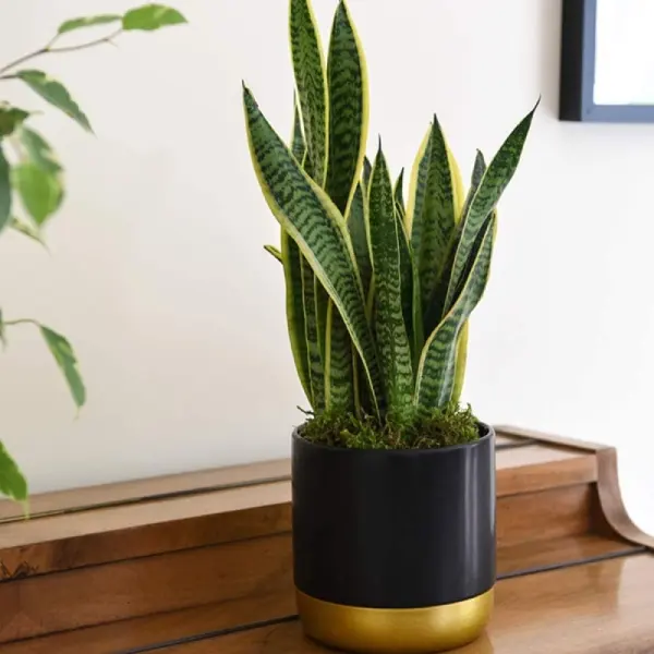snake plant for bedroom in black and gold pot