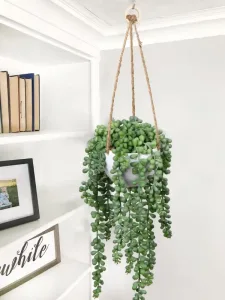 hanging strong of hearts plant for bedroom in pot and macrame string