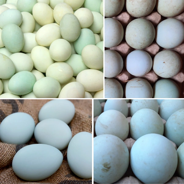 where did duck egg blue originate