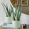 Aloe Vera Potted Plant for Living Room