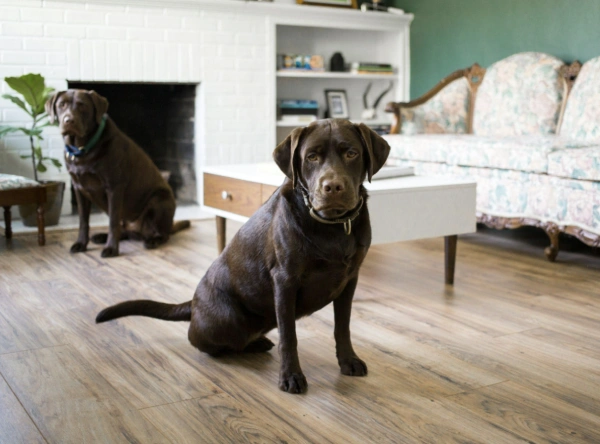 Designing for an Older Dog Without Sacrificing Your Interior Style